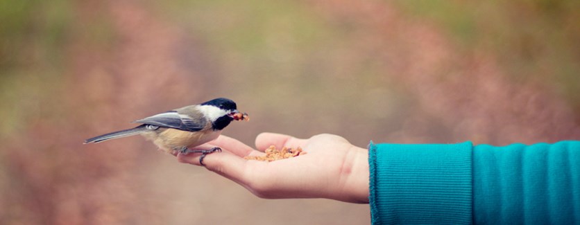 En utsträckt hand som matar en fågel.