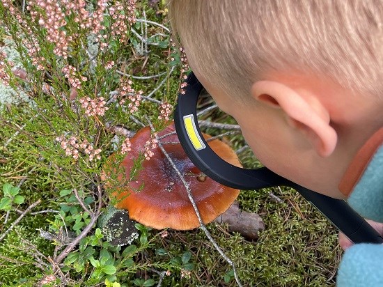 Pojke med förstoringsglas som tittar på en svamp.