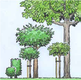 Träd, illustration.