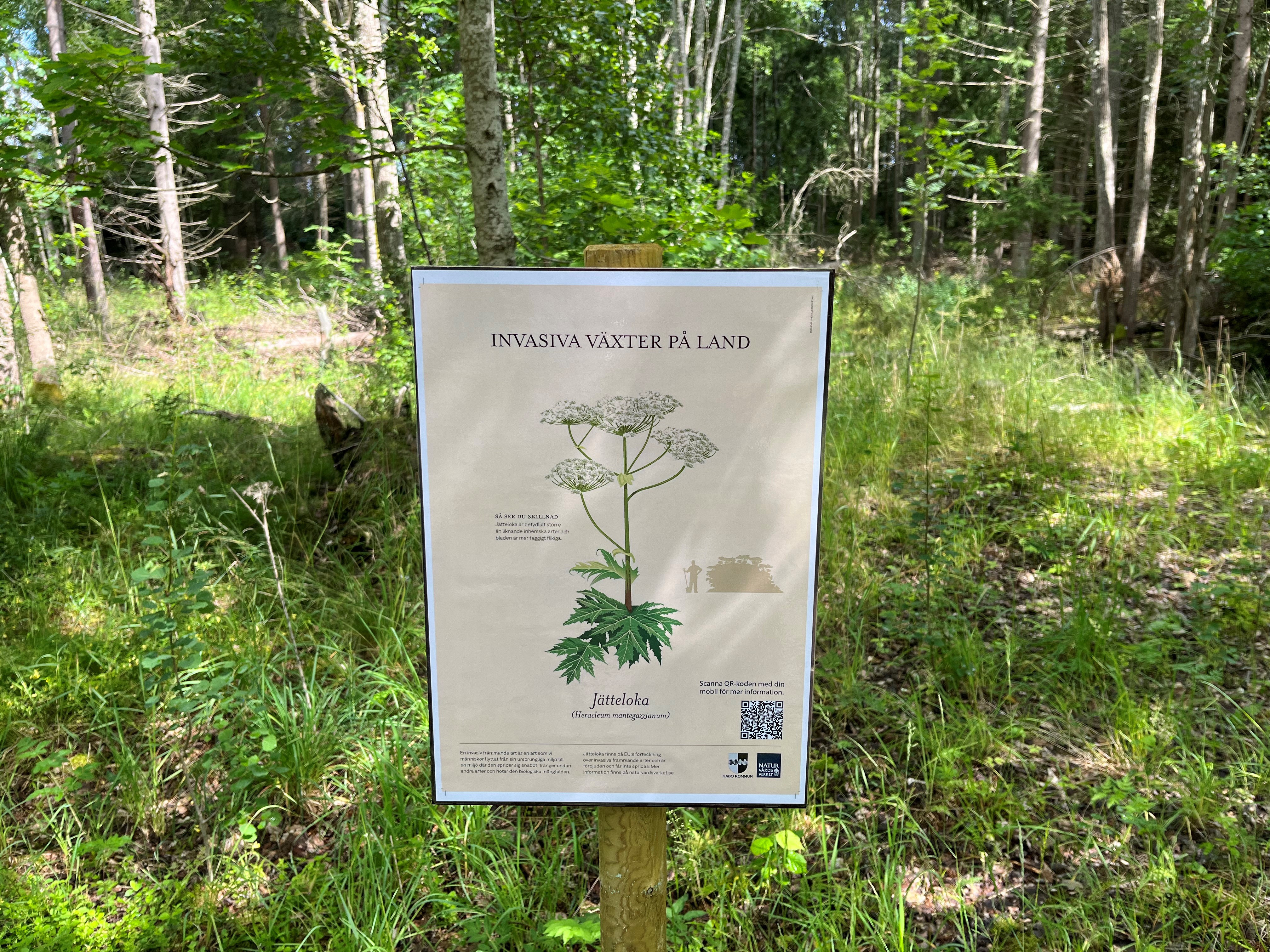 Jätteloka.