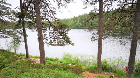 Sjö i en skog.