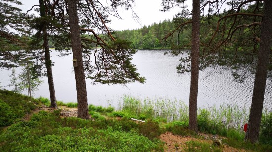 Sjö i en barrskog.