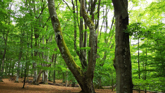 Skog med bokträd.
