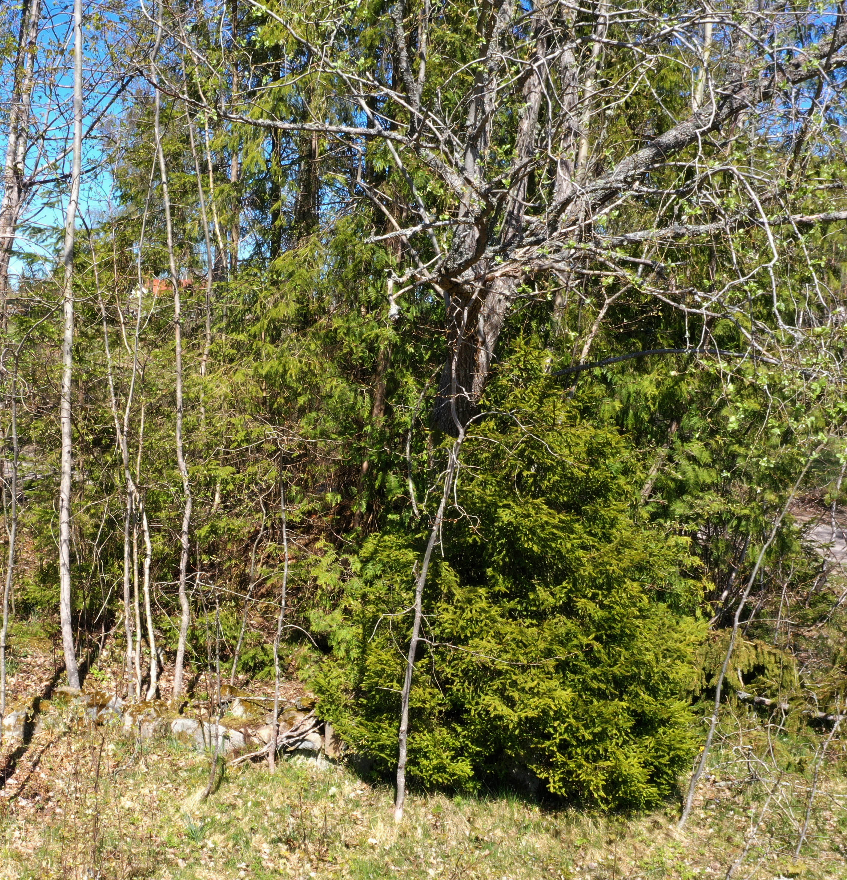 Skog.