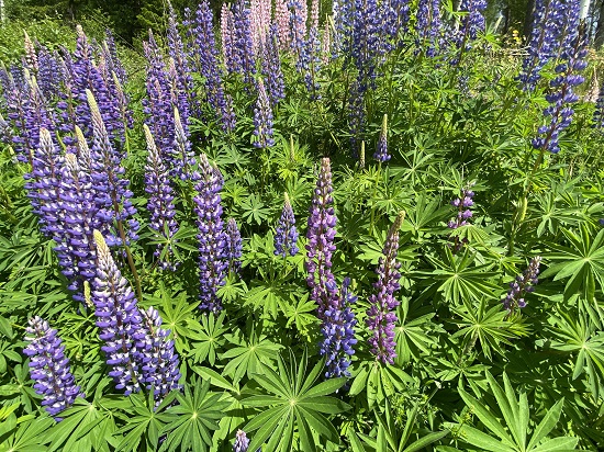 Blomsterlupin.