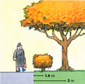Avstånd till tomtgränsen för träd och buskar, illustration.