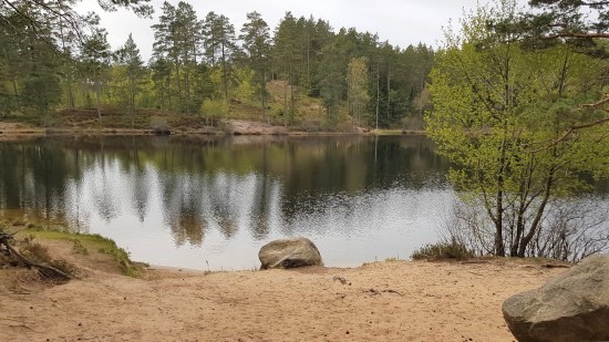 Strandkant vid en sjö i en skog.