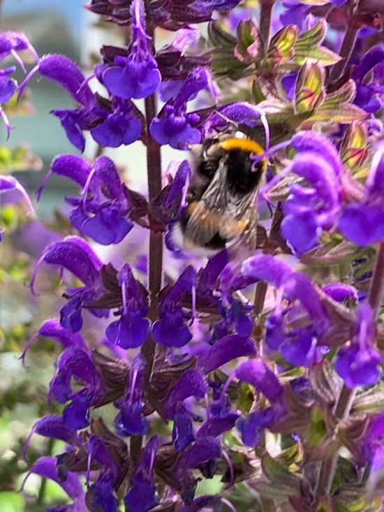 Vilt bi pollinerar lila växter