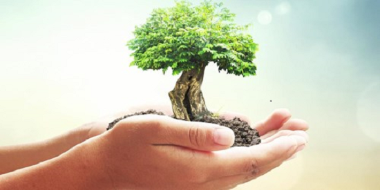 En hand bär upp ett grönt träd som symbol för ett aktivt miljöarbete