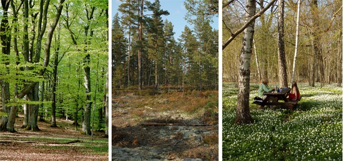 Vår i bokskogen, tallar och lavar på Hökensås och vitsippor i Fiskebäcks ängar.