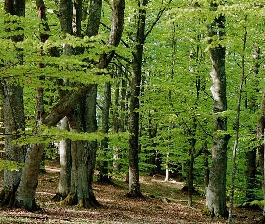 Bokskogen i Habo.