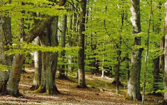 Träd i en grön bokskog