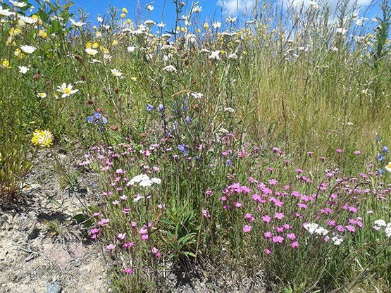 En blomsteräng.